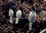 Kleiner Schopftintling-Coprinus sterquilinus