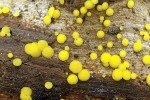 Zitronengelbes Holzbecherchen-Bisporella citrina