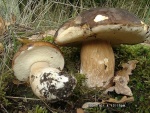 Schwarzhütiger Steinpilz-Boletus aereus