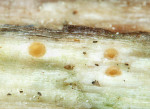 Blasses Höhlenbecherchen-Cryptodiscus pallidus