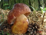 Kiefernsteinpilz-Boletus pinophilus