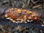 Pokalförmiges Haarbecherchen-Lachnellula calyciformis