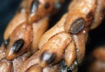 Wacholder-Spaltlippe-Lophodermium juniperinum