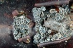 : Weichbecherchen-Mollisia caespiticia