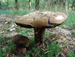 Düsterer Röhrling-Porphyrellus porphyrosporus