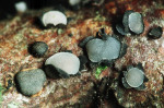:-Pseudophacidium ledi