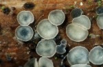 Pyrenopeziza chamaenerii-Pyrenopeziza chamaenerii