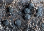 Schwarzes Holzscheibchen-Rhizodiscina lignyota