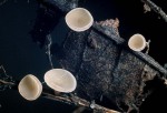 Erlenblatt Stromabecherling-Rutstroemia conformata