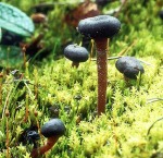 Kugeliger Gallertkopf-Sarcoleotia globosa