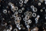 :-Olla millepunctata
