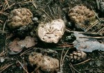 : Sandborstling-Geopora cooperi var. cooperi