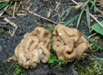 : Becherlorchel-Helvella astieri