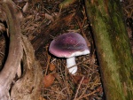 Jodoformtäubling-Russula turci