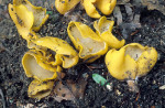 Zitronengelber Öhrling-Flavoscypha cantharella