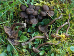Punktiertstieliger Samtschneckling-Camarophyllopsis atropuncta