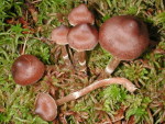 Weissgenatterter Wasserkopf-Cortinarius albovariegatus