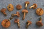 :-Cortinarius aureifolius
