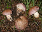 Braunvioletter Schleimkopf-Cortinarius balteatocumatilis