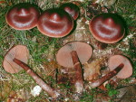 Dunkelbrauner Gürtelfuss-Cortinarius brunneus var. brunneus