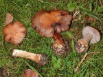 Elastischer Klumpfuss-Cortinarius camptoros