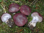 Taubenblauer Schleimkopf-Cortinarius cumatilis