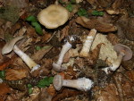 Entfärbender Dickfuss-Cortinarius decoloratus