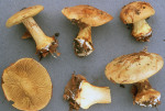 Grosser Olivblättriger Klumpfuss-Cortinarius scaurus var. herpeticus