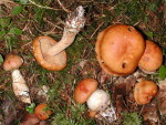 Blasser Schleimkopf-Cortinarius vespertinus