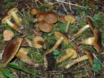 Grünblättriger Hautkopf-Cortinarius olivaceofuscus