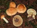 Würziger Schleimkopf-Cortinarius percomis