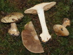 Schwefelgelber Klumpfuss-Cortinarius sulfurinus