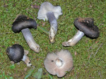 Blauer Rötling-Entoloma bloxamii