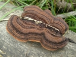 Zaunblättling-Gloeophyllum sepiarium