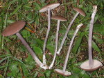 Flockenschuppiger Zärtling-Entoloma griseocyaneum