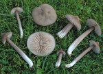 Porphyrbrauner Rötling-Entoloma porphyrophaeum