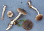 Ganzrandiger Rötling-Entoloma turbidum