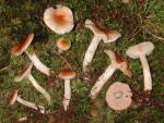 Braunscheibiger Schneckling-Hygrophorus discoideus