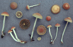 Geriefter Schwefelkopf-Hypholoma ericaeoides