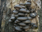Austernseitling-Pleurotus ostreatus