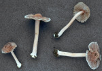 Höckersporiger Risspilz-Inocybe grammata