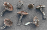 : Risspilze, Wirrköpfe-Inocybe lacera var. maritima