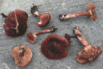 : Risspilze, Wirrköpfe-Inocybe corydalina var.tricolor