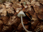 Geschmückter Helmling-Mycena amicta