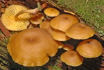 Goldblättriger Goldnabeling-Chrysomphalina chrysophylla