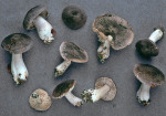 Rötender Erdritterling-Tricholoma orirubens