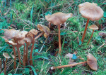 Braunhaariger Wurzelrübling-Xerula pudens