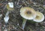 Olivgrauer Scheidenstreifling-Amanita olivaceogrisea