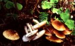 Stinkender Frühlings-Blasssporrübling-Gymnopus hariolorum