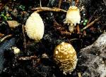 Brauner Kohlentintling-Coprinellus angulatus